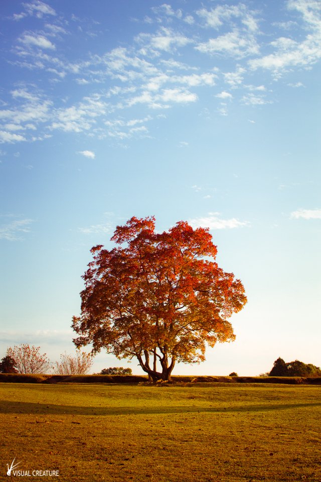 Lone tree during koyo in Nara